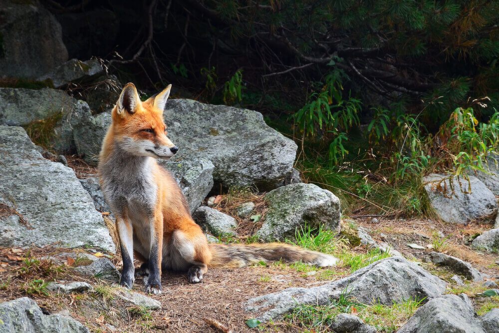 Fox Village In Japan